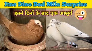 Itne dino baad surprise mila  Kaldume patthe ke par band k urne wale pigeons me shift kara [upl. by Aerdnwahs853]