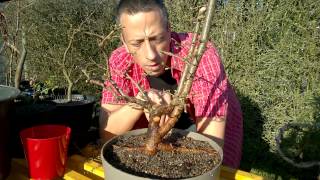 Yamadori Bonsai aus dem Wald und in den Topf eine Lärche entsteht [upl. by Nodroj469]