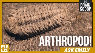 ARTHROPOD  Ask Emily [upl. by Anerahs]