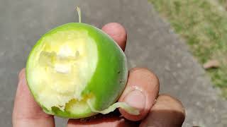 Araza Eugenia stipitata  tasting the seven flavours fruit [upl. by Amaras512]