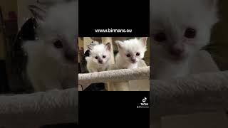 Available Birman kittens by Saba cattery wwwbirmanseu [upl. by Aitret]