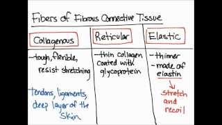 Fibers of Fibrous Connective Tissue [upl. by Audwin60]