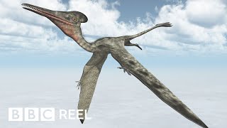 How to ride a pterosaur according to science  BBC REEL [upl. by Balf]