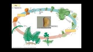 The Fern Lifecycle [upl. by Ethelbert83]