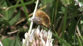 Bee Fly Bombyliidae Bombylius on Clover [upl. by Pierce]