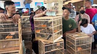 BANYAK PROMO TIAP HARI NYA  Obral burung terus pembeli nya rame banget  Obral murai batu dll [upl. by Ahsimet]