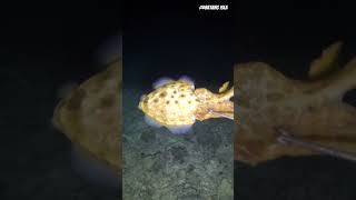 cuttlefish  kubotan🦑 spearfishing seafood adventure [upl. by Camella]