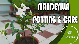 MANDEVILLA POTTING amp CARE  Everything you needed to know about Mandevilla  mandevilla [upl. by Whorton]