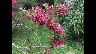 Weigélia à fleurs rouges Weigela Bristol Ruby Des bouquets suspendus [upl. by Gaven337]