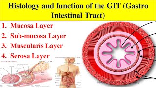 Histology and Function of GIT GastroIntestinal TractAlimentary canal Histology and Functions [upl. by Enileqcaj653]