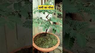 Mimosa plant  शमी का पौधा shorts youtubeshorts plants astrology garden [upl. by Etana]