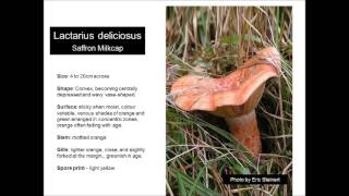 Good Bad and Ugly Fungi of Australia  Saffron Milkcap  Lactarius Deliciosus [upl. by Britte]