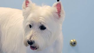 How to Groom a Westie  West Highland White Terrier  DoItYourself Dog [upl. by Colas]