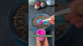 알아야 할 다육 식물에 대한 유용한 팁 suculentas succulent 다육이들 多肉植物 [upl. by Gernhard]