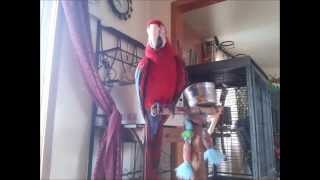 Green Wing Macaw Parrot 13 Minutes of Unprompted Talking Funny Cute Parrot [upl. by Arabella]