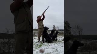 Driven Pheasant Shooting with Labrador Retriever Gundogs pegdog [upl. by Fae]