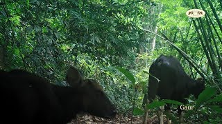 Khao Sok Wildlife With Their Young on Elephant Hills Camera Traps [upl. by Eadnus]