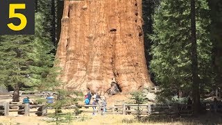 Top 5 BIGGEST Trees on Earth [upl. by Gwenn]