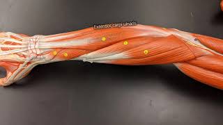 Muscles of the Forearm [upl. by Anid338]