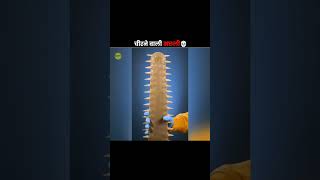 The Sawfishs Unique Hunting Method😲 short viral factsinhindi [upl. by Essy]