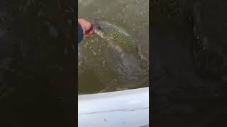 River cod release 🔥 fish fishing fishinglife river [upl. by Almeria835]