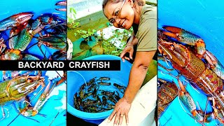 Growing CRAYFISH At Home For Food amp Profit [upl. by Hairacaz]