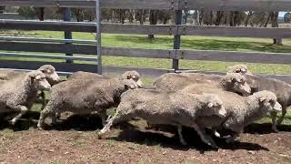 Spilsbury Ewes Orange Tag  Nerstane Sale 2024 [upl. by Ailefo]