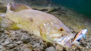 How Fish React To Different Lures Underwater Bite Footage [upl. by Antipus555]