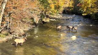 ELKS 🦌🦌CROSSINGS the river so excited beautiful nature wildlife 🍁🍁📍📍 [upl. by Nobel]