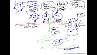 Pathology Lecture Acute inflammation part 2  cellular events Migration of Leukocytes [upl. by Tfat]