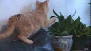 Cat eating plant solution ssscat [upl. by Onaimad]