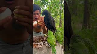 Men see eagle eggs in nests and parrotswildlife baby beautiful parrot eagle eggs love [upl. by Alomeda935]