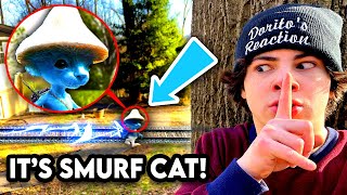 I FOUND SMURF CAT IN REAL LIFE WE LIVE WE LOVE WE LIE [upl. by Netsrek]