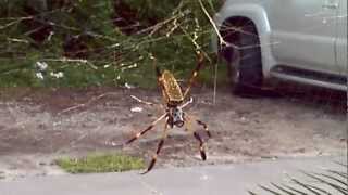 Nephila clavipes the banana spider [upl. by Selene]