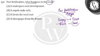 Post fertilization what happens to the ovule [upl. by Erroll]