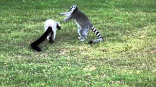 Lemur learns DONT MESS WITH THE CAT [upl. by Sirap]