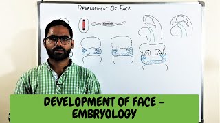 DEVELOPMENT OF FACE  EMBRYOLOGY [upl. by Grete]