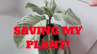 SAVING MY ZEBRA PLANT  WATER PROPAGATING  Dec 14 2017 [upl. by Yblocaj559]