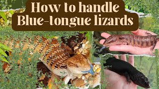 How to handle a Bluetongue lizard Beginner Guide for first time Bluey owners [upl. by Kelsi]