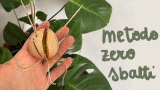 Germogliare Avocado  Il Metodo ZERO SBATTI  Il modo più SEMPLICE e VELOCE [upl. by Susie]