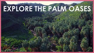 Explore the Palm Oases  Wander List [upl. by Ahtnamas]