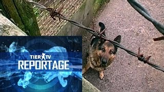 Reportage Hundequäler [upl. by Pegeen]