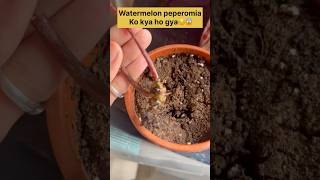 Save watermelon peperomia plant🪴🧐 shorts ytshorts plants gardening soilmix [upl. by Emarej]