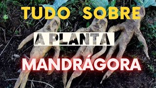 TUDO SOBRE A PLANTA MANDRÁGORAmandragora mandrag [upl. by Nealy432]