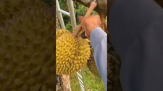 Durian Fruit  Amazing Durian fruit Cutting Skills shorts durian fruit [upl. by Mei]