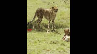 How Cheetahs Train Their Cubs  Cheetah Mom Teaching Her Cubs To Hunt wildlife cheetahs [upl. by Mikahs]