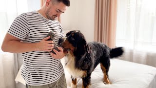 Bernese Mountain Dog Meets New Tiny Kitten for the First Time [upl. by Gleich75]