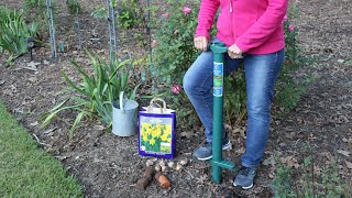 Planting tulips and daffodils [upl. by Anrol]