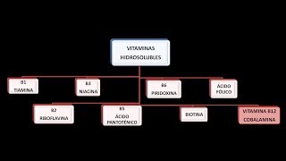 Vitaminas hidrosolubles Vitamina B12 o Cobalamina [upl. by Anilahs]