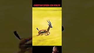 cheetah vs gazelle animals trending shortfeeds [upl. by Delinda]